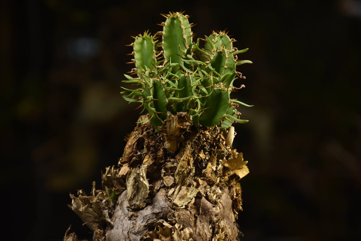 Euphorbia mlanjeana ユーフォルビア ムランジーナ 発根済現地株 I42 |