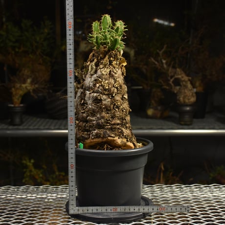 Euphorbia mlanjeana　ユーフォルビア ムランジーナ 発根済現地株 I42