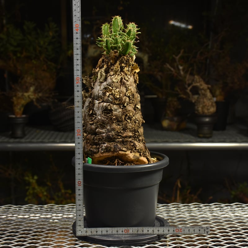 Euphorbia mlanjeana ユーフォルビア ムランジーナ 発根済現地株 I42 |