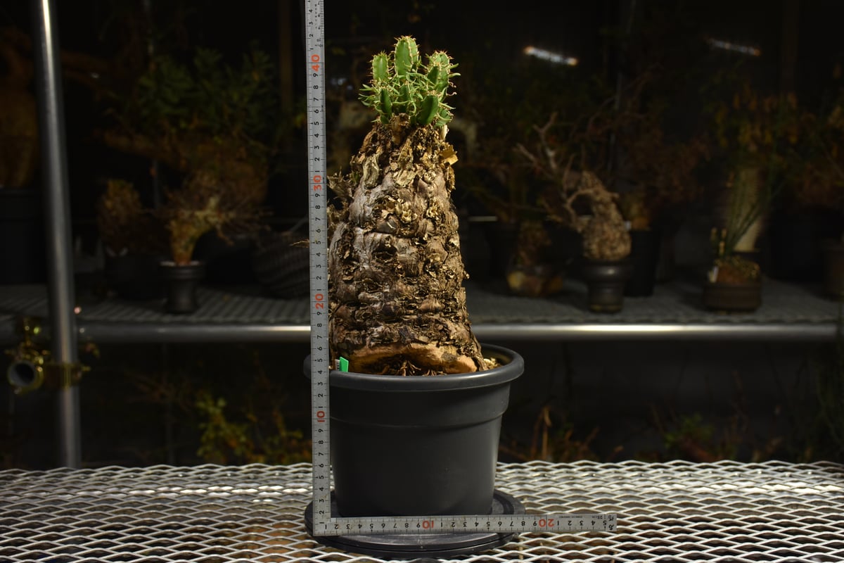 Euphorbia mlanjeana ユーフォルビア ムランジーナ 発根済現地株 I42 |