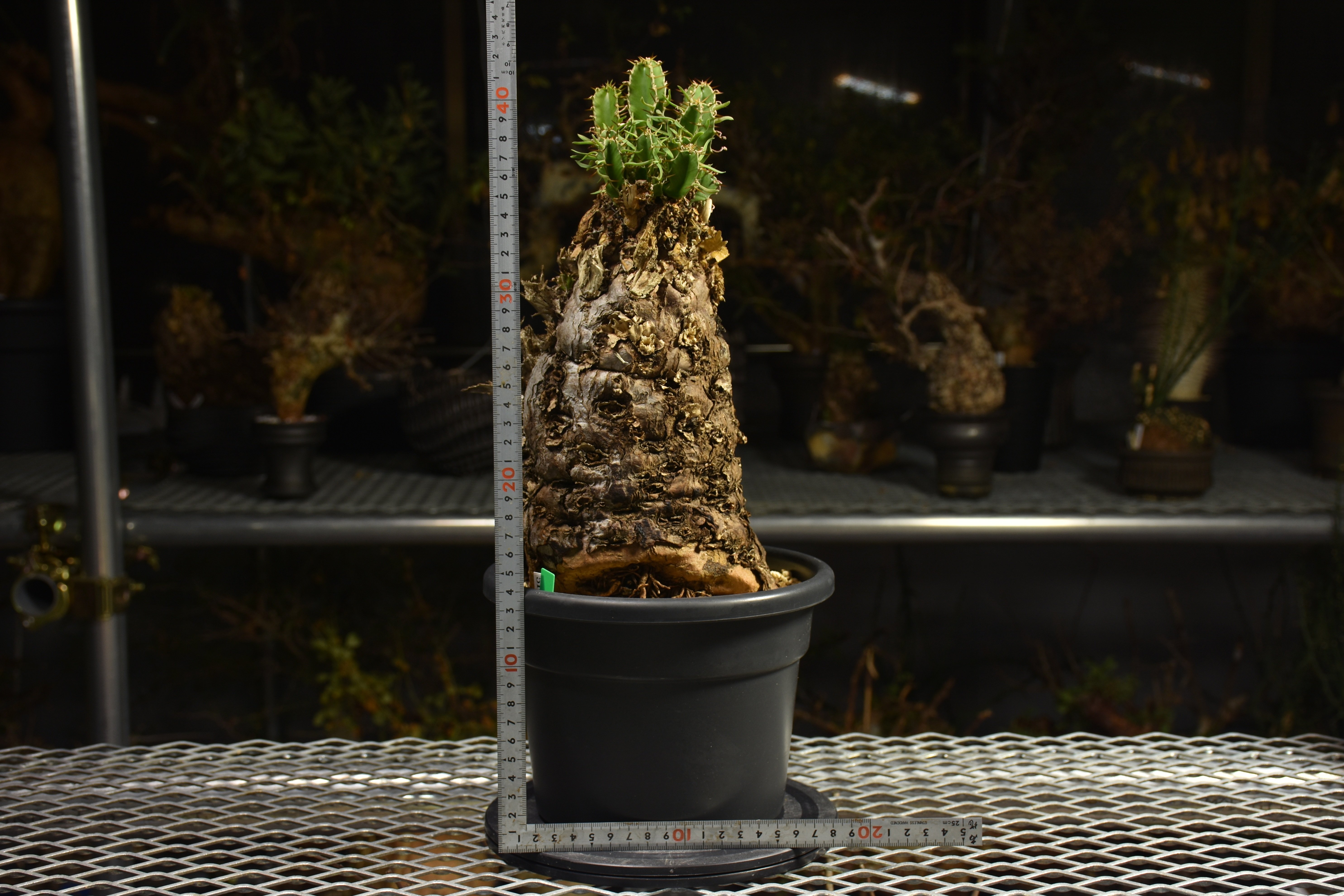 Euphorbia mlanjeana ユーフォルビア ムランジーナ 発根済現地株 I42