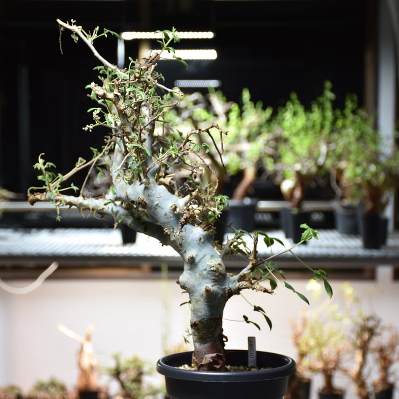 Commiphora holtziana コミフォラ ホルトジアナ 発根済現地株 #4 Commiphora holtziana コミフォラ ホルトジアナ 発根済現地株 #4
