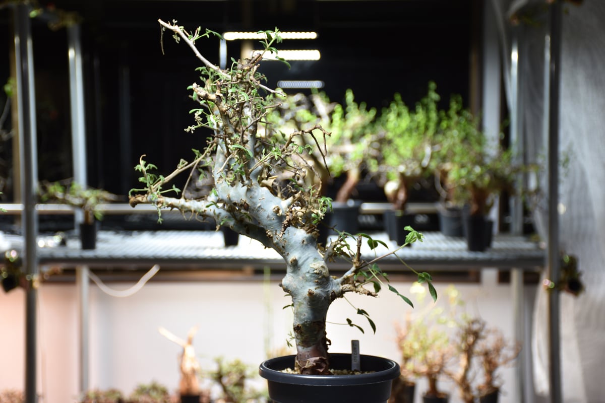 コミフォラ ホルトジアナ Commiphora holtziana コミフォラ ホルトジアナ 発根済現地株 B4