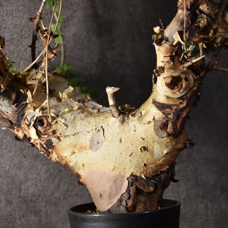 Commiphora kataf var.turkanensis コミフォラ カタフ ターカネンシス 発根済現地株 1
