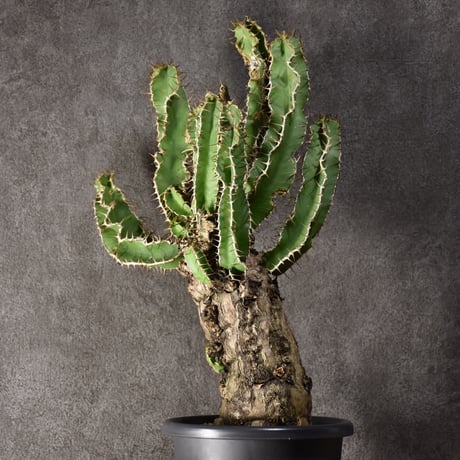 Euphorbia mlanjeana　ユーフォルビア ムランジーナ 発根済現地株 #2