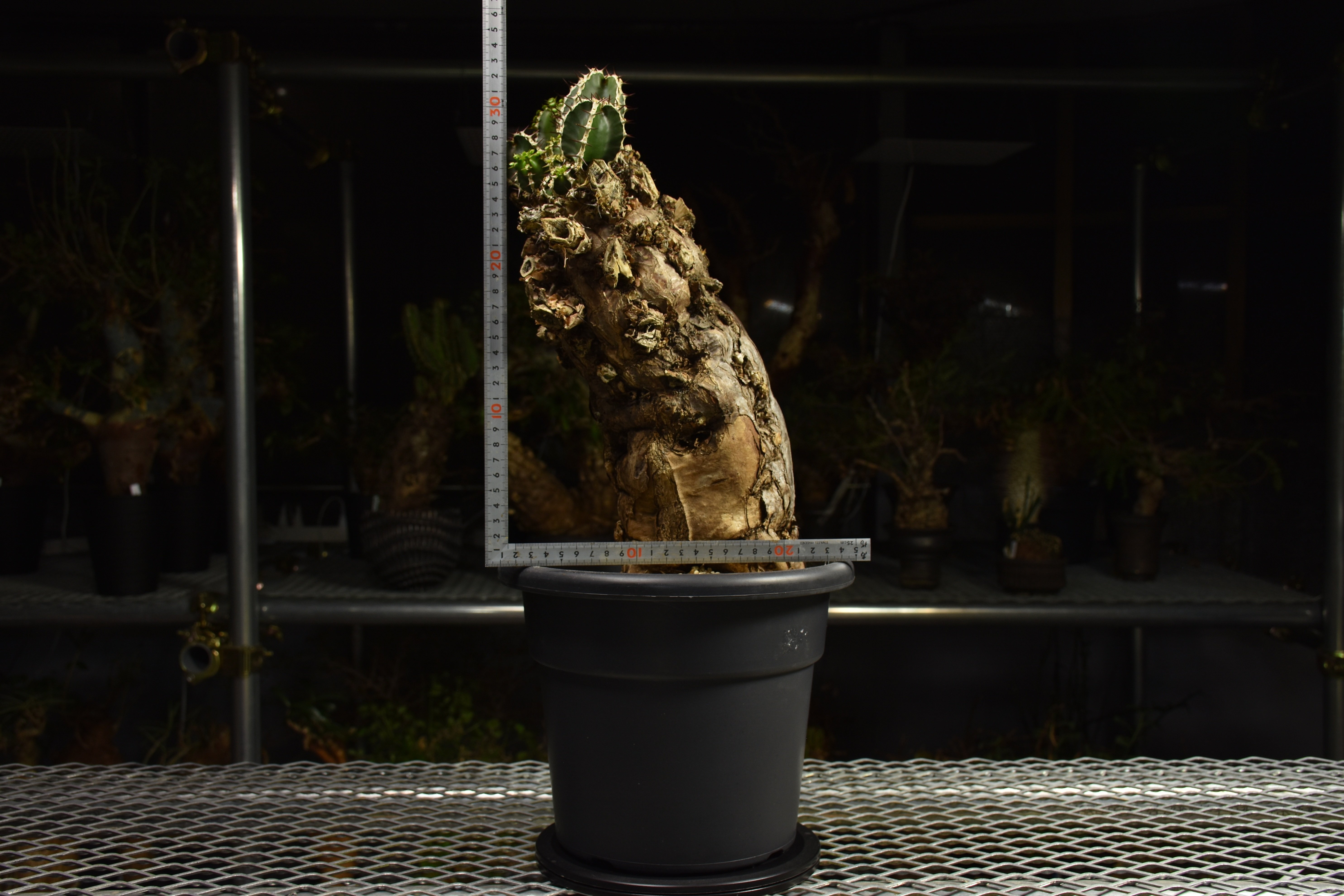 Euphorbia mlanjeana ユーフォルビア ムランジーナ 発根済現地株 I84 |