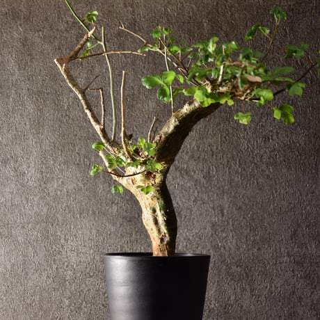 Commiphora campestris var. campestris コミフォラ カンペストリス 発根済現地株 #1