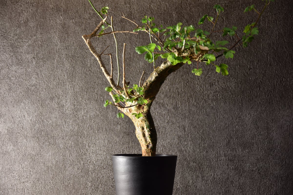 n*o様 特大 コミフォラ カンペストリス Commiphora Campest Commiphora campestris var. campestris コミフォラ カンペ
