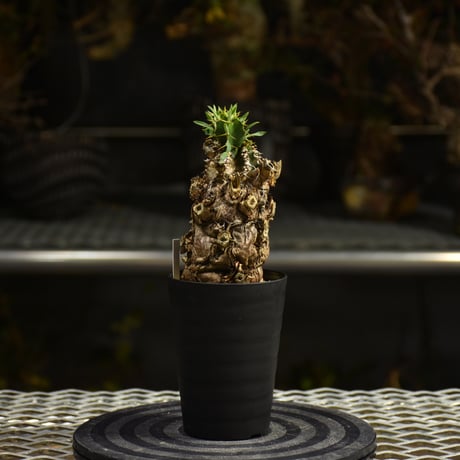 Euphorbia mlanjeana　ユーフォルビア ムランジーナ 発根済現地株 I44