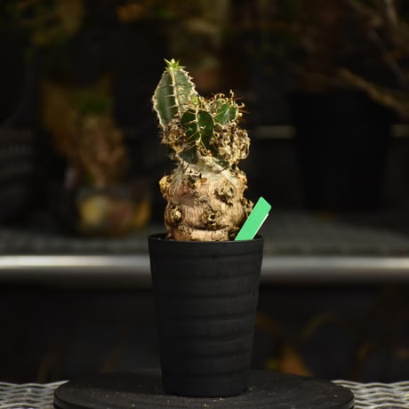 Euphorbia mlanjeana　ユーフォルビア ムランジーナ 発根済現地株 I43