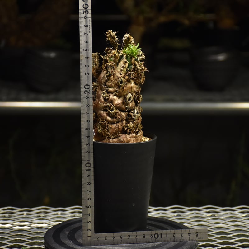 発根済 ムランジーナ 現地球 たけろうポット 発根済 ムランジーナ 現地