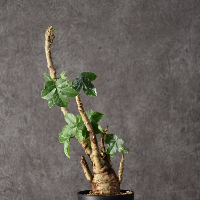 Jatropha spicata ヤトロファ スピカータ 発根済現地株 #6 | BONDEX