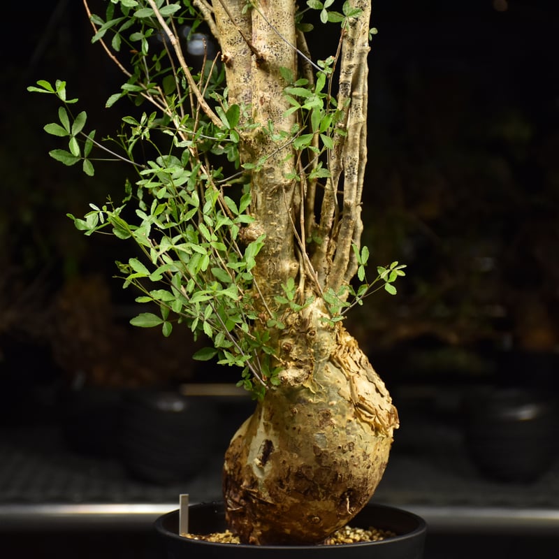 コミフォラ　フンベルティー フンベルティー | STORES