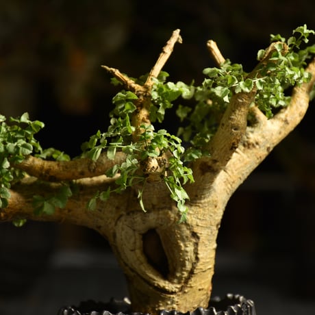 Commiphora saxicola コミフォラ サクシコラ 発根済現地株 C10