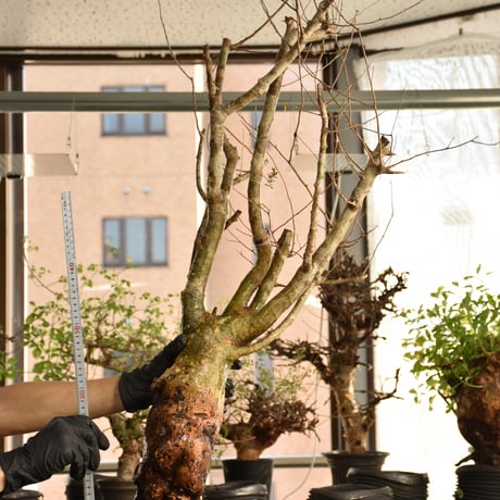 CATEGORY PLANTS | BONDEX