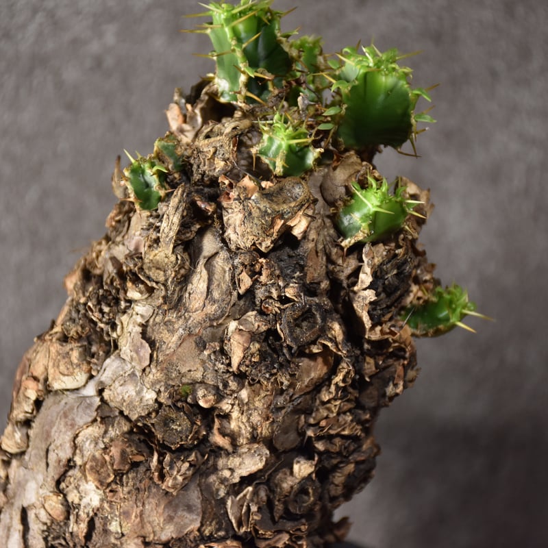 Euphorbia mlanjeana ユーフォルビア ムランジーナ 発根済現地株 Euphorbia mlanjeana ユーフォルビア ムランジーナ 発根済現地株