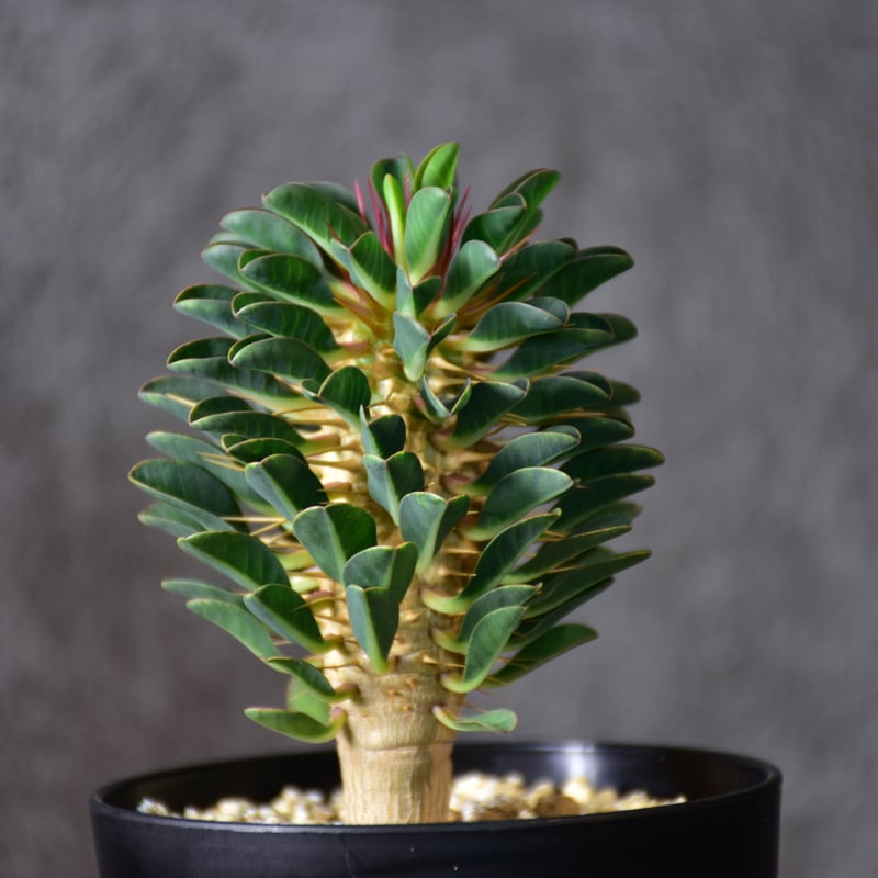 Euphorbia guillauminiana ユーフォルビア ギラウミニアナ 実生