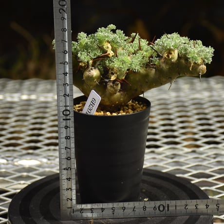 Monsonia herrei　モンソニア ヘレー　発根済現地株 6Bb10