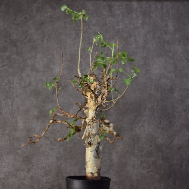 Commiphora holtziana コミフォラ ホルトジアナ 発根済現地株 #2
