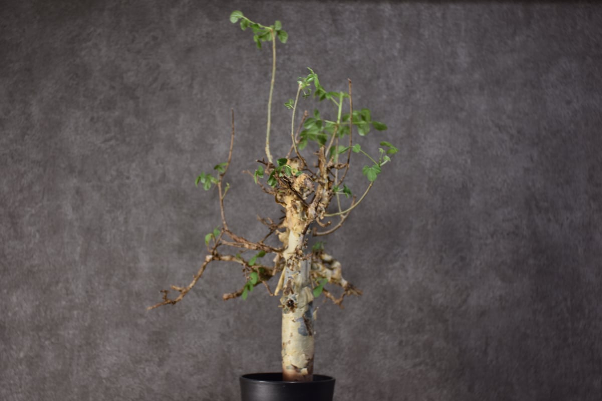 コミフォラ　ホルトジアナ コミフォラホルトジアナ | STORES