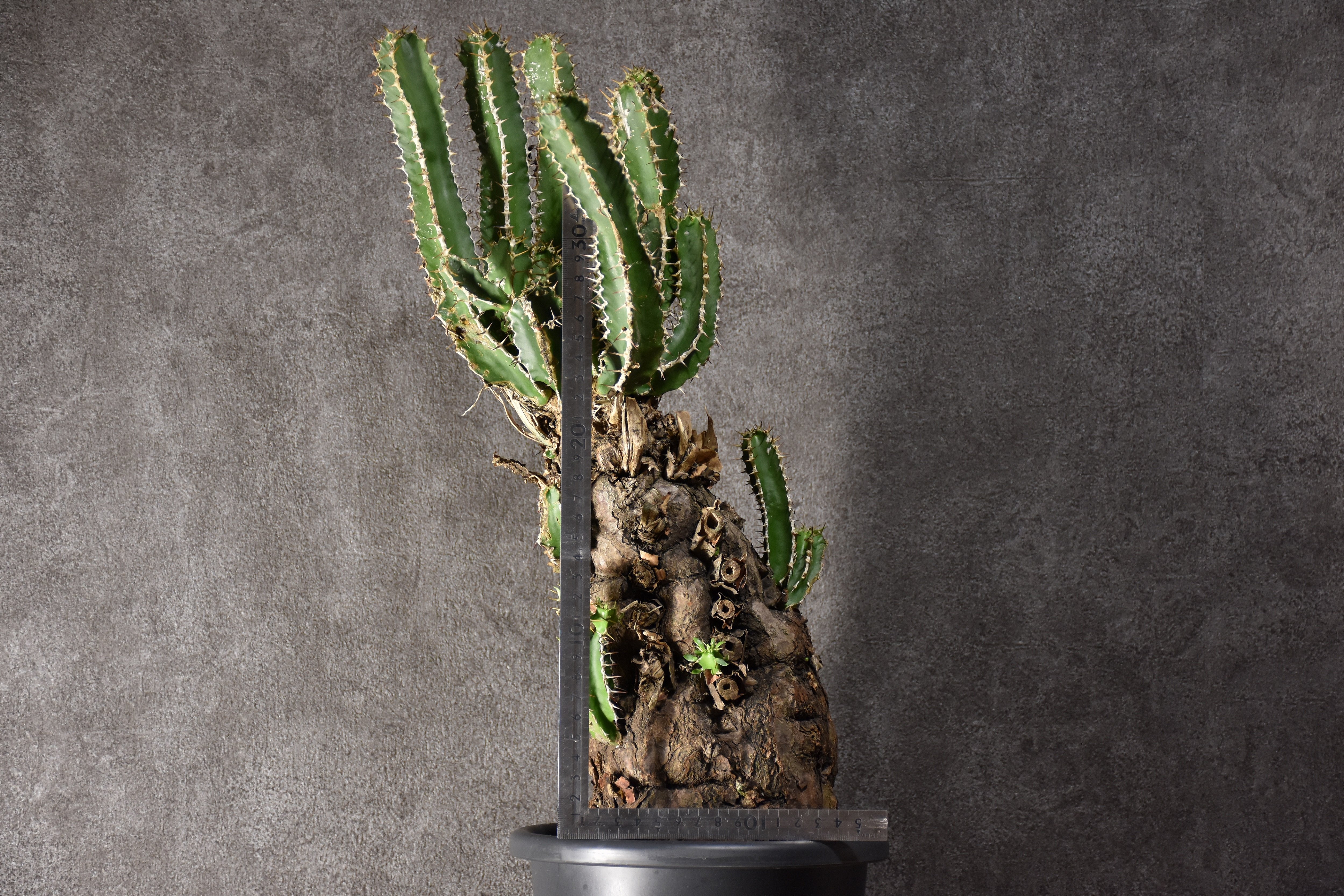 Euphorbia mlanjeana ユーフォルビア ムランジーナ 発根済現地株 #5 |