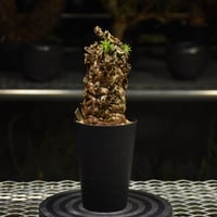 fit=cover,w=200,h=200