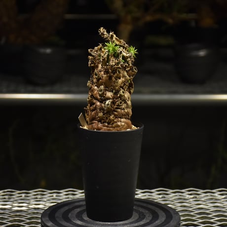 ユーフォルビアムランジーナ | STORES