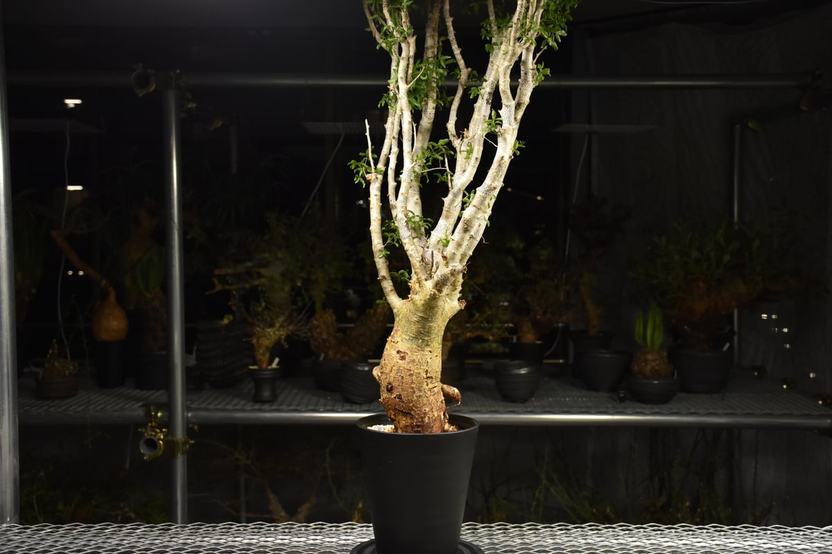 Commiphora humbertii コミフォラ フンベルティ 発根済現地株 I9 送料着