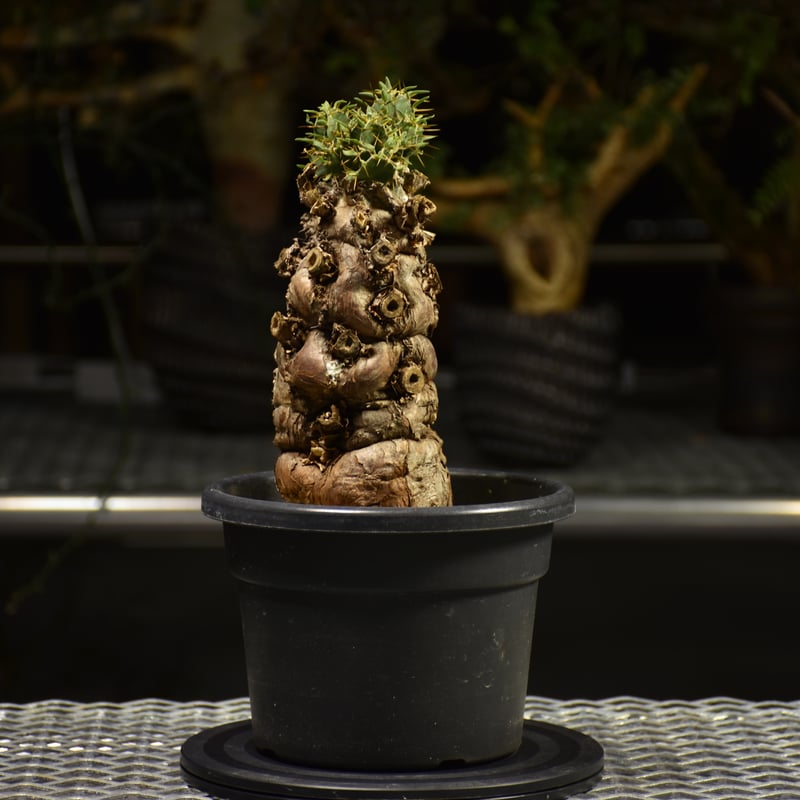 Euphorbia mlanjeana ユーフォルビア ムランジーナ 発根済現地株