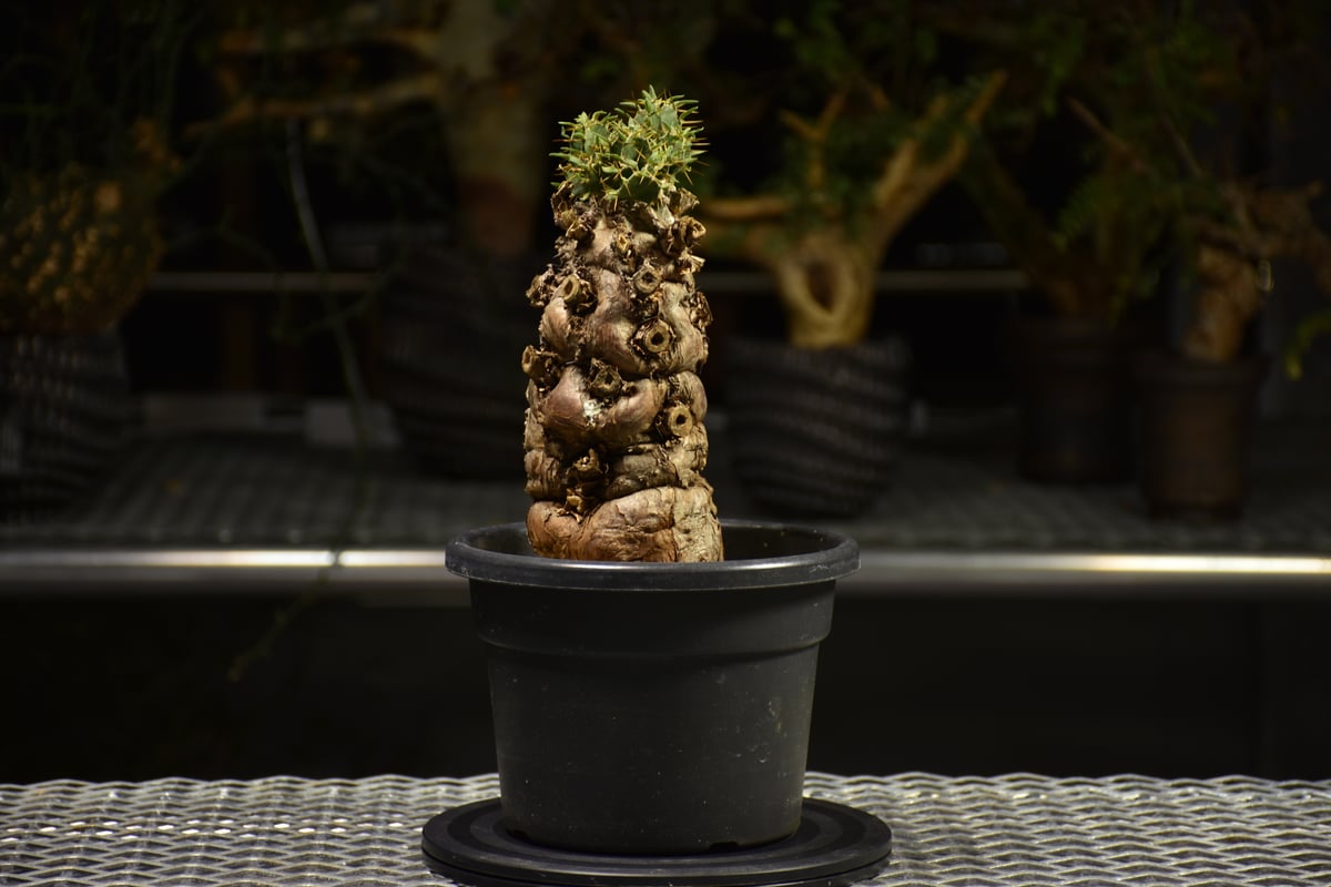 【親株最高】ユーフォルビアムランジーナ　挿し木　発根済　10株セット 親株最高】ユーフォルビアムランジーナ 挿し木 発根済 10株