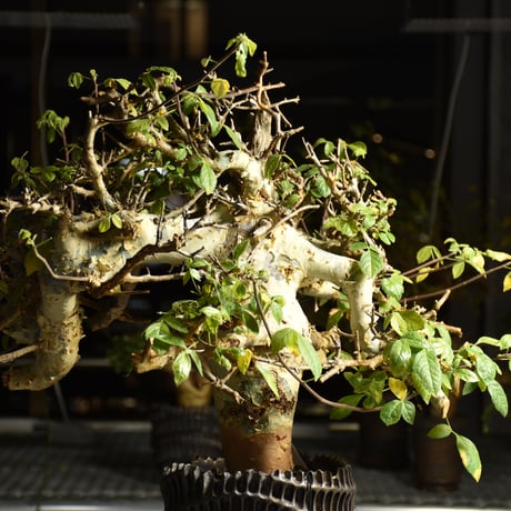 Commiphora holtziana コミフォラ ホルトジアナ 発根済現地株 B4
