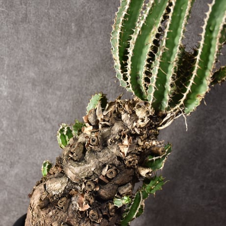 Euphorbia mlanjeana　ユーフォルビア ムランジーナ 発根済現地株 #5