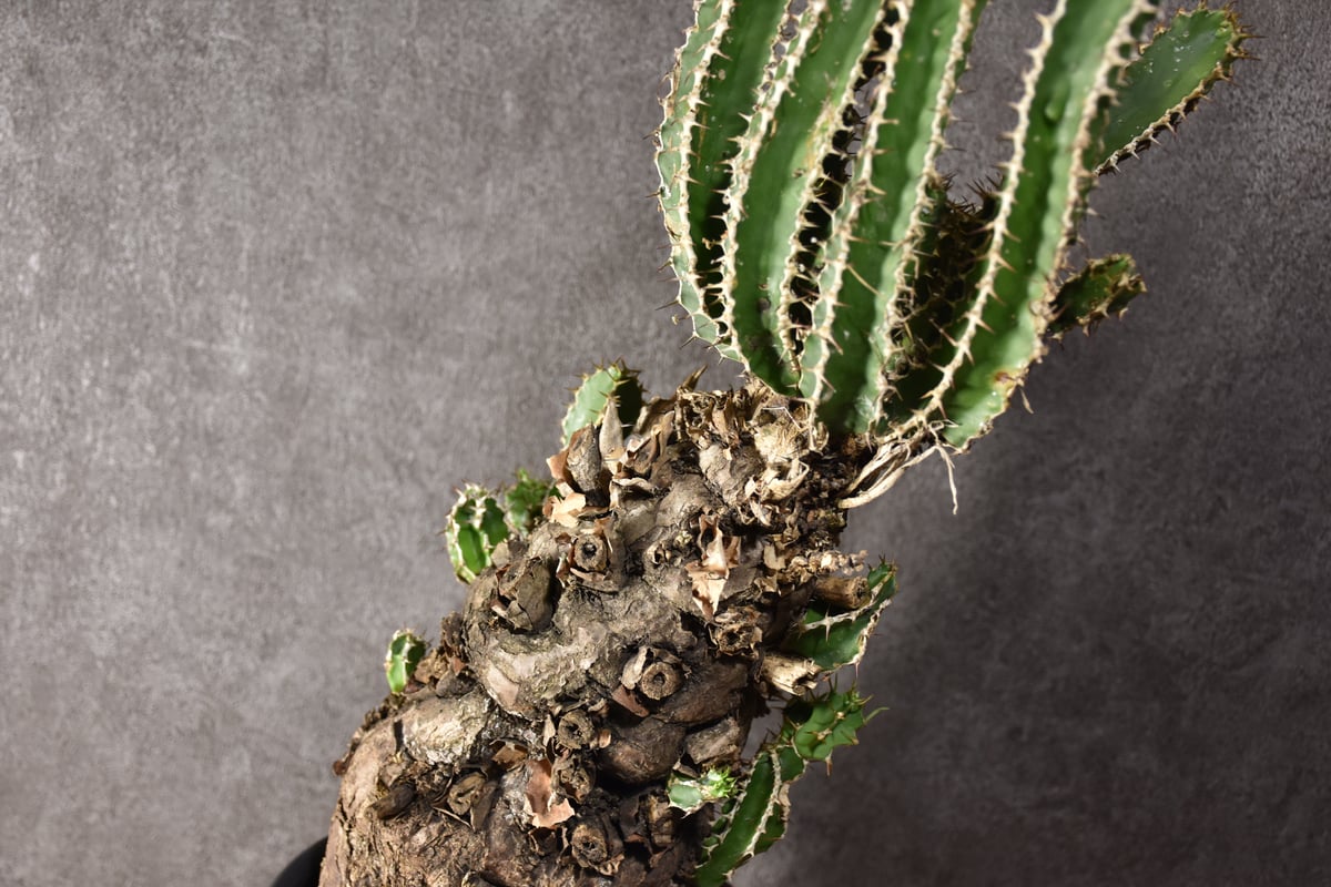 ユーフォルビア・ムランジーナ 現地発根株 手乗りサイズ 発根管理中