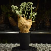 Cyphostemma uter var. macropus　キフォステンマ ウター マクロプス 発根済現地株 I54