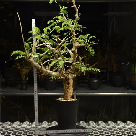 Boswellia neglecta　ボスウェリア ネグレクタ　発根済現地株　H14