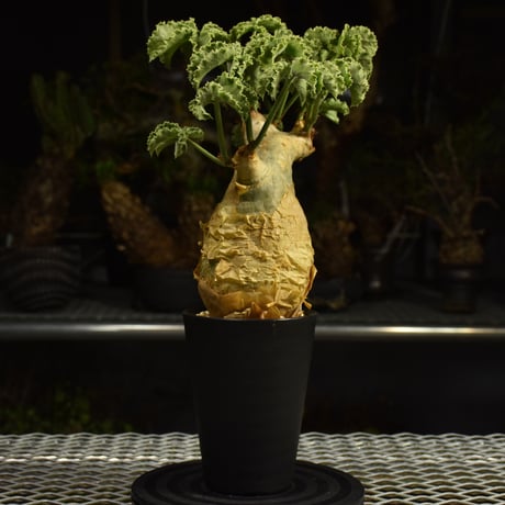 Cyphostemma uter var. macropus　キフォステンマ ウター マクロプス 発根済現地株 I56
