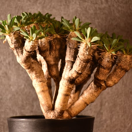Euphorbia guillauminiana　ユーフォルビア ギラウミニアナ　発根済現地株 #4