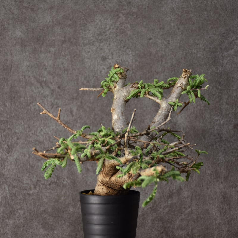 ボスウェリアネグレクタ　現地球 ボスウェリア ネグレクタ 【現地球/発根済み】HK2409038 | RAFLUM