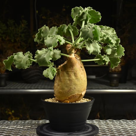 Cyphostemma uter var. macropus　キフォステンマ ウター マクロプス 発根済現地株 I24
