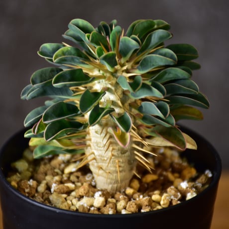 Euphorbia guillauminiana　ユーフォルビア　ギラウミニアナ　実生株 #4