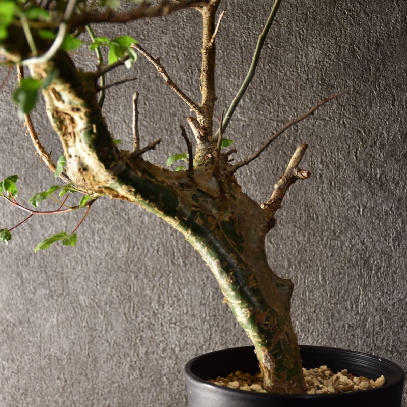 n*o様 特大 コミフォラ カンペストリス Commiphora Campest Amazon.co.jp: 【種子】Commiphora campestris var. Campestris