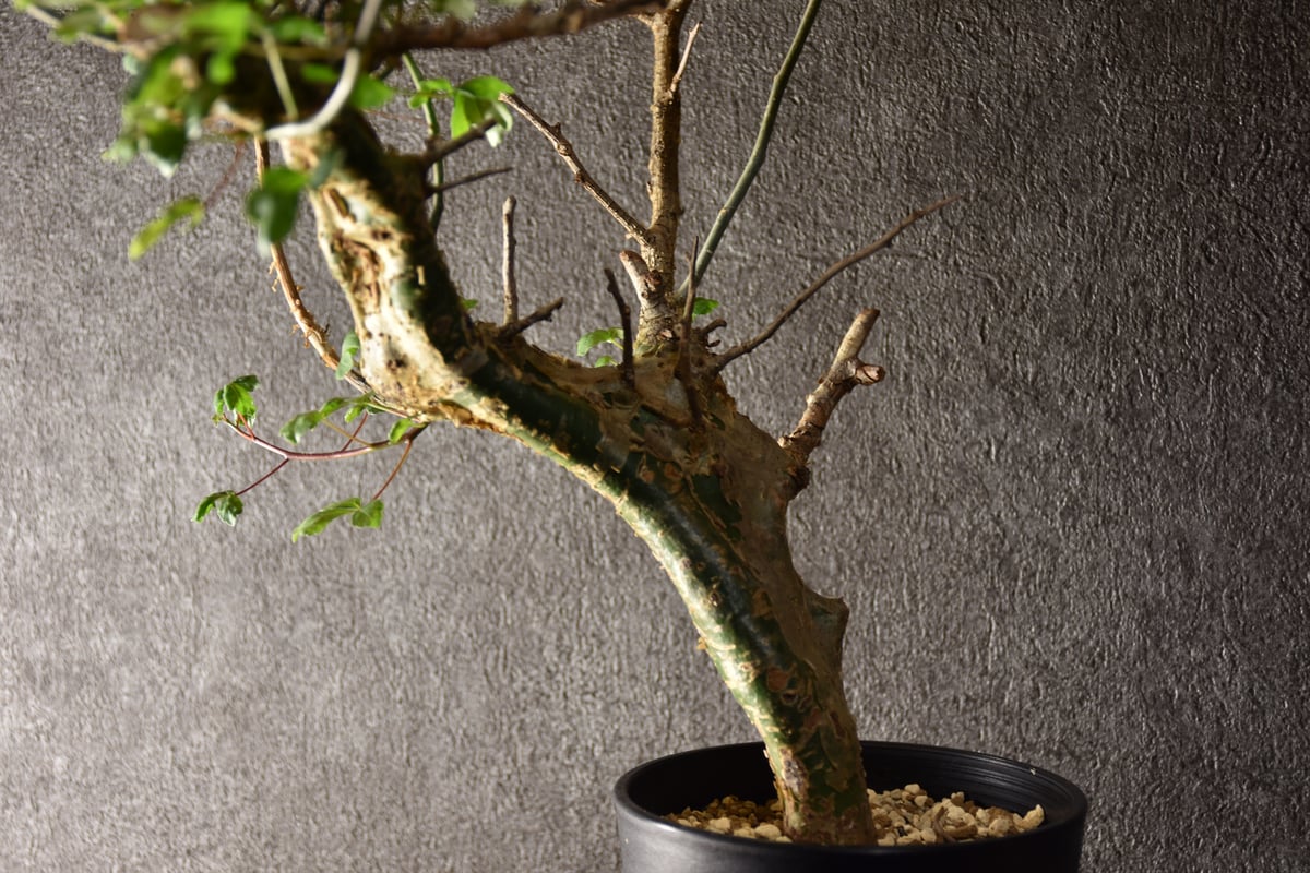 Commiphora campestris var. campestris コミフォラ カンペ