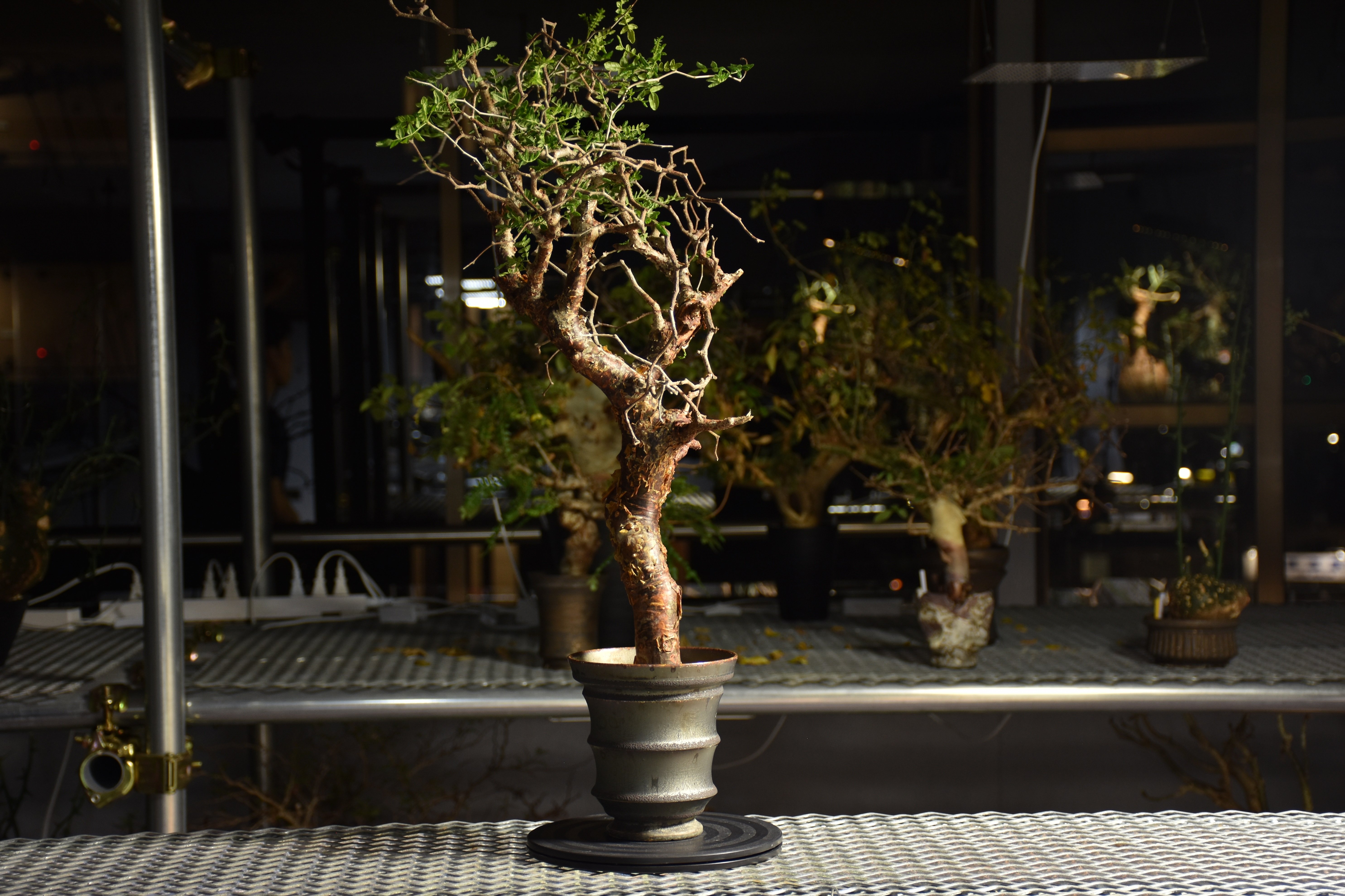 Commiphora monstruosa コミフォラ モンストローサ 発根済現地株 1 |