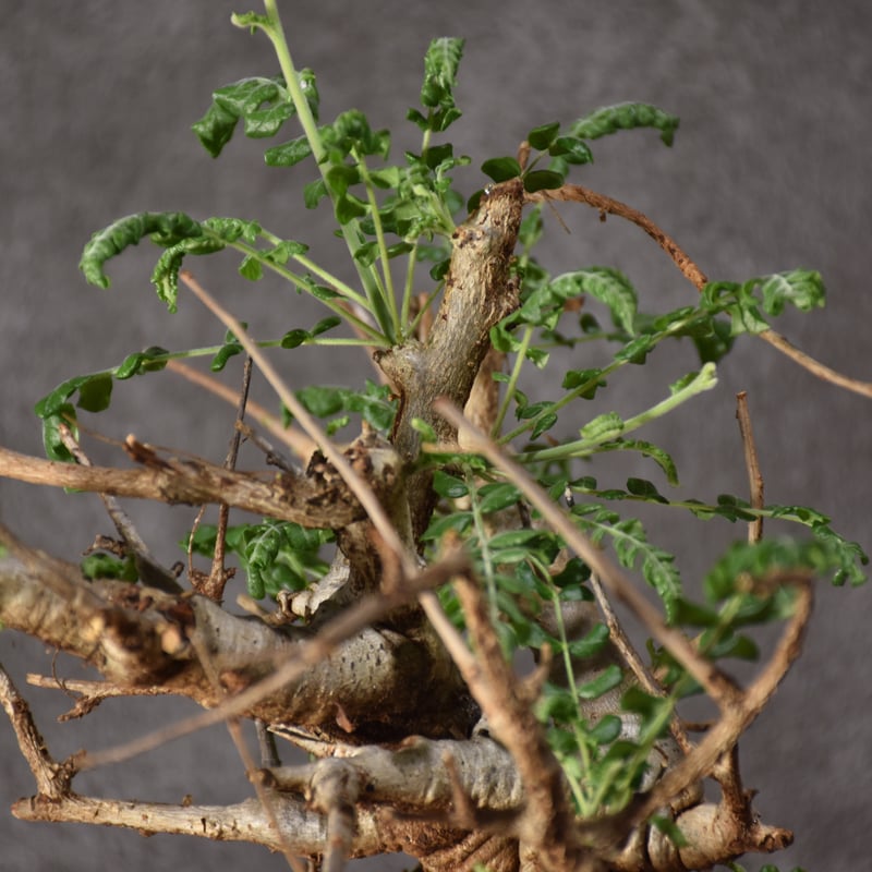 Boswellia neglecta ボスウェリア ネグレクタ 発根済現地株 #9 Boswellia neglecta ボスウェリア ネグレクタ 発根済現地株 #9