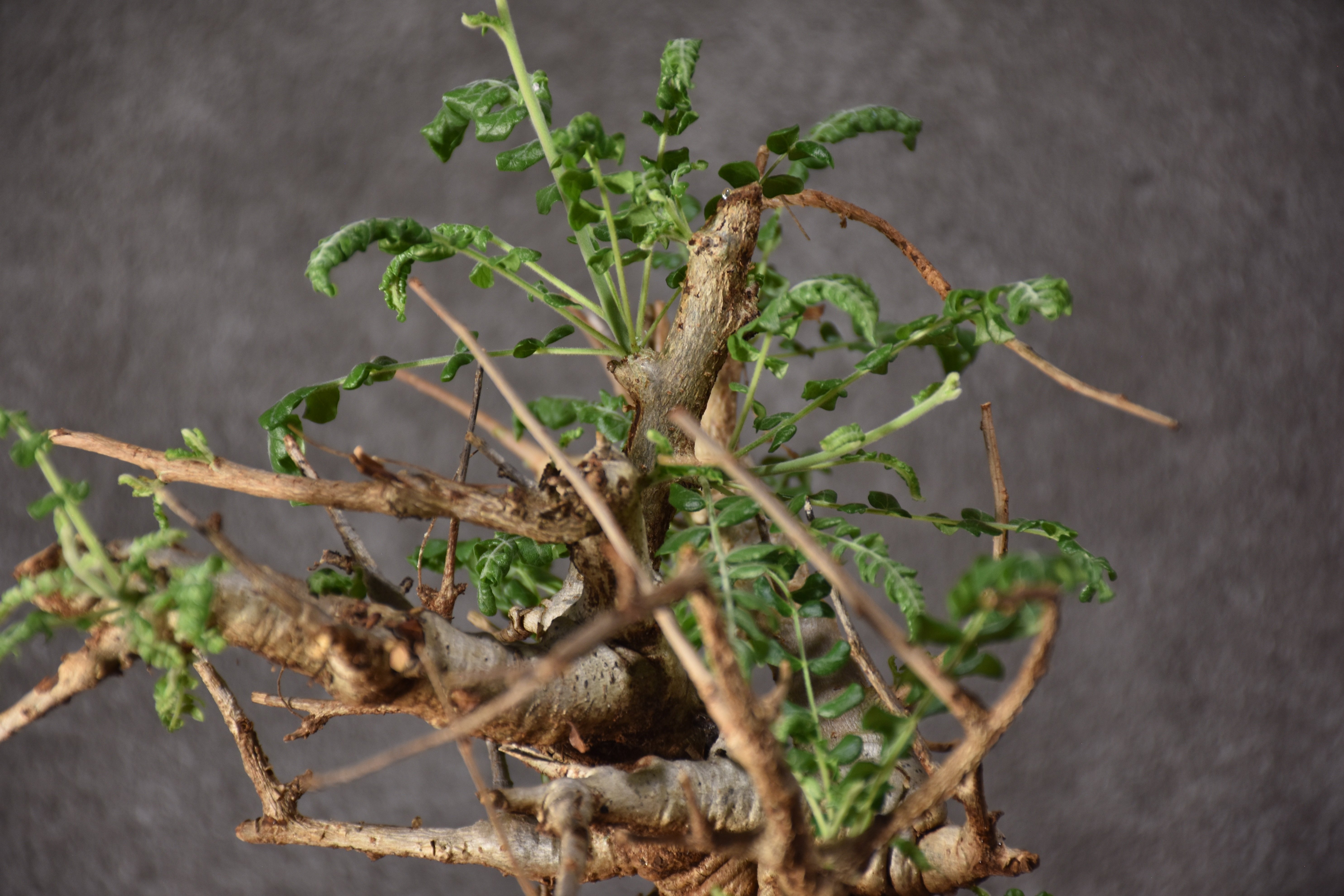 Boswellia neglecta ボスウェリア ネグレクタ 発根済現地株 #9 | BONDEX