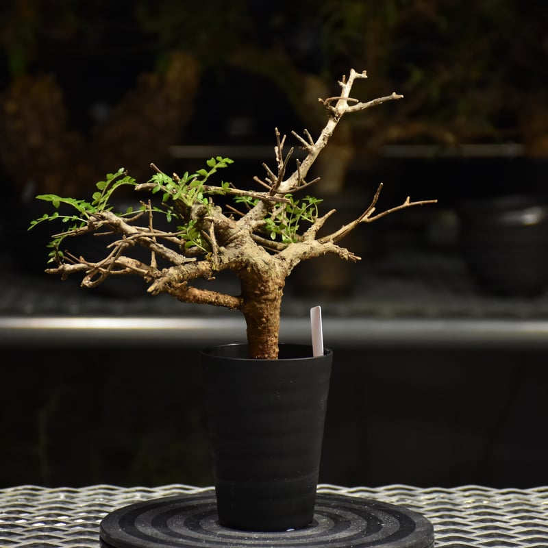 Boswellia neglecta ボスウェリア ネグレクタ 発根済現地株 H18 | BO