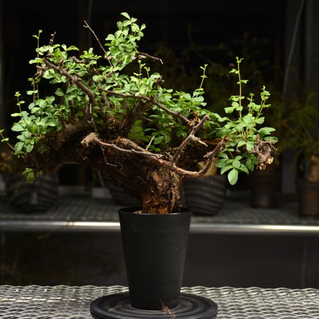 b*5様 コミフォラ クア 未発根 CATEGORY Commiphora | BONDEX