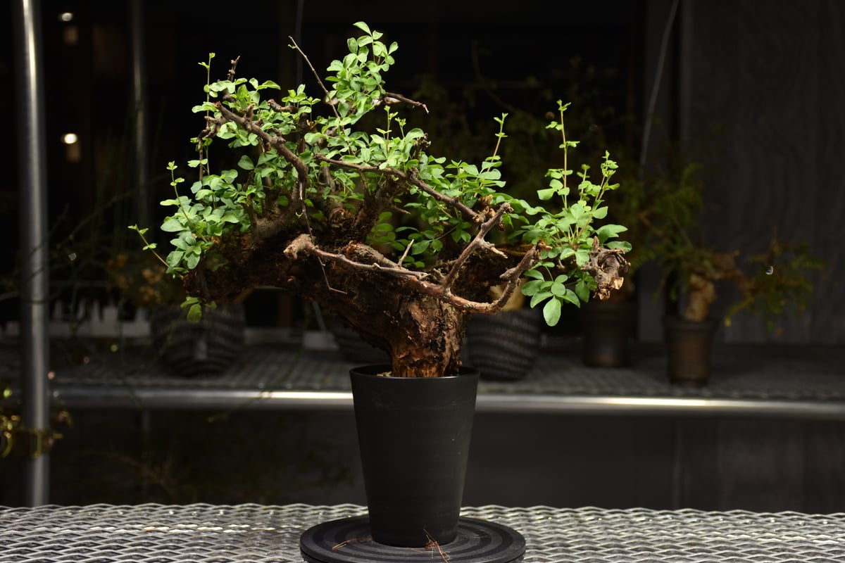 Commiphora Boranensis コミフォラ ボラネンシス 発根済現地株 F15 |