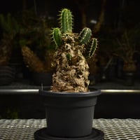 Euphorbia mlanjeana ユーフォルビア ムランジーナ 発根済現地株 I83 |