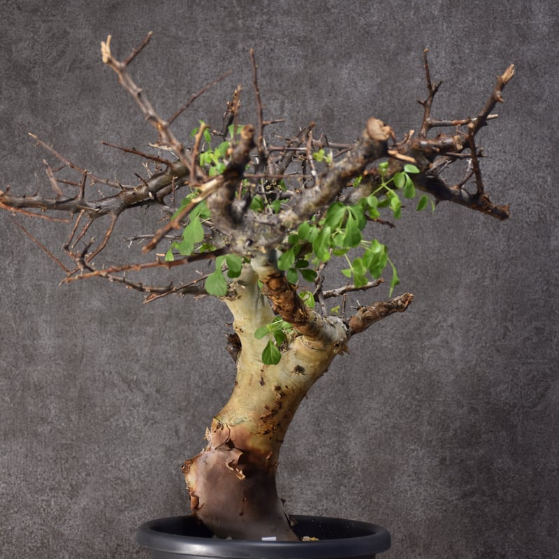 Commiphora kataf var.turkanensis コミフォラ カタフ ターカネ...